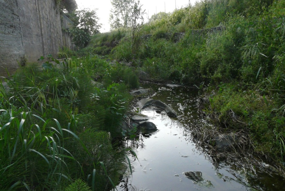 Rio Salivoli (Piombino) - rospi smeraldini in citt!